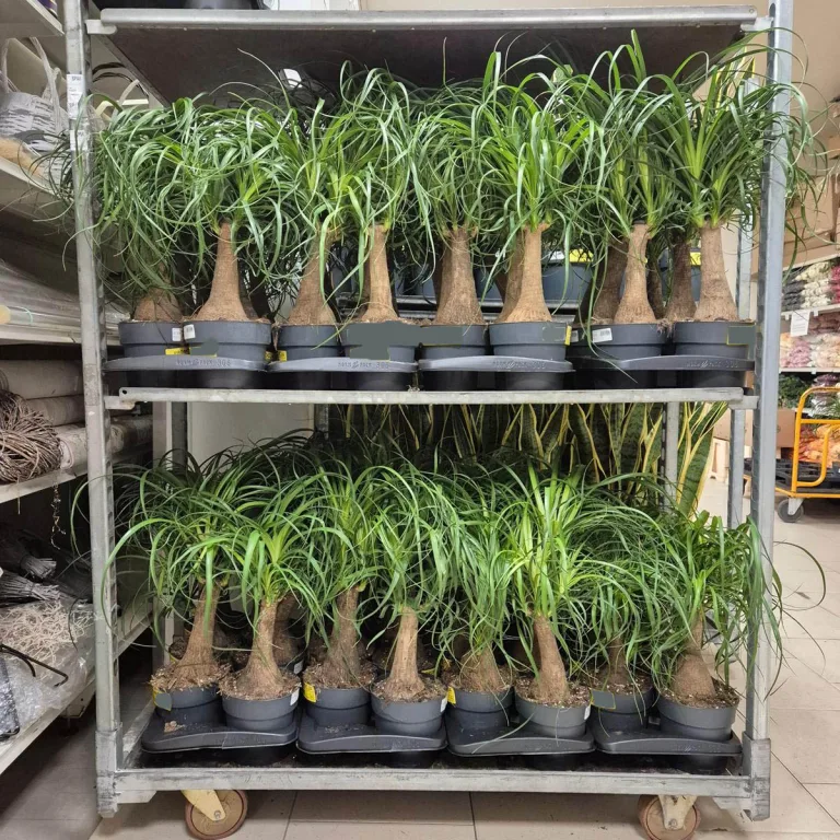 Nolina stopa słonia (Nolina recurvata) 55cm