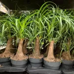 Nolina stopa słonia (Nolina recurvata) 55cm