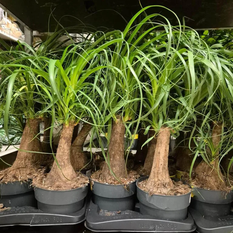 Nolina stopa słonia (Nolina recurvata) 55cm