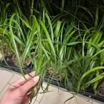 Nolina stopa słonia (Nolina recurvata) 55cm