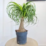 Nolina stopa słonia (Nolina recurvata) 55cm