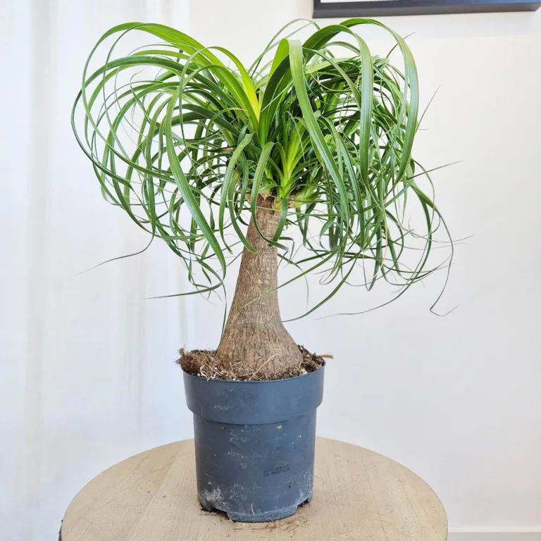 Nolina stopa słonia (Nolina recurvata) 55cm