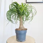 Nolina stopa słonia (Nolina recurvata) 55cm