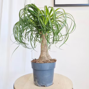 Nolina stopa słonia (Nolina recurvata) 55cm