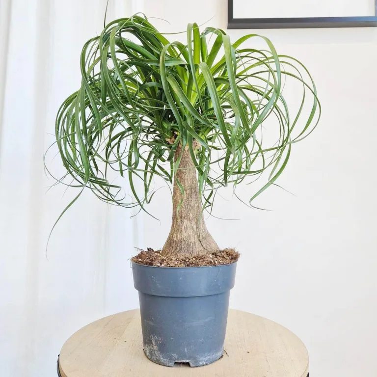 Nolina stopa słonia (Nolina recurvata) 55cm