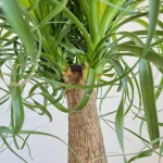 Nolina stopa słonia (Nolina recurvata) 55cm