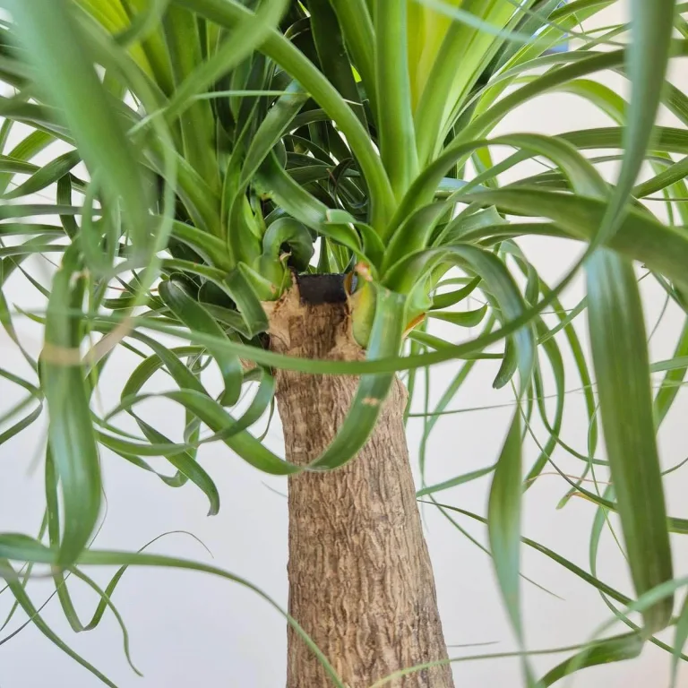 Nolina stopa słonia (Nolina recurvata) 55cm