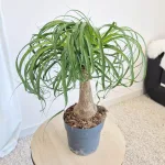 Nolina stopa słonia (Nolina recurvata) 55cm