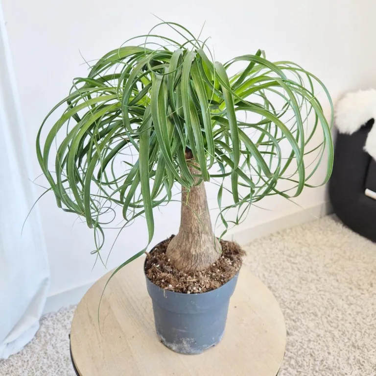 Nolina stopa słonia (Nolina recurvata) 55cm