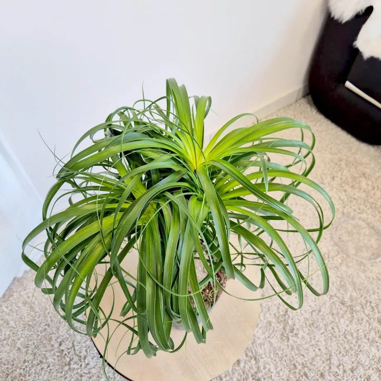 Nolina stopa słonia (Nolina recurvata) 55cm