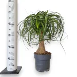 Nolina stopa słonia (Nolina recurvata) 55cm