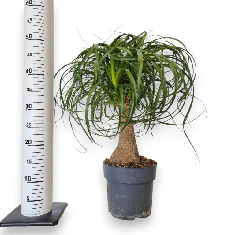 Nolina stopa słonia (Nolina recurvata) 55cm