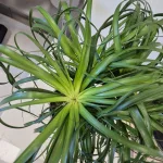 Nolina stopa słonia (Nolina recurvata) 55cm