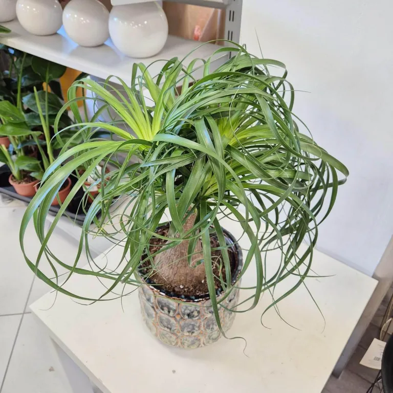 Nolina stopa słonia (Nolina recurvata) 55cm