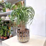 Nolina stopa słonia (Nolina recurvata) 55cm