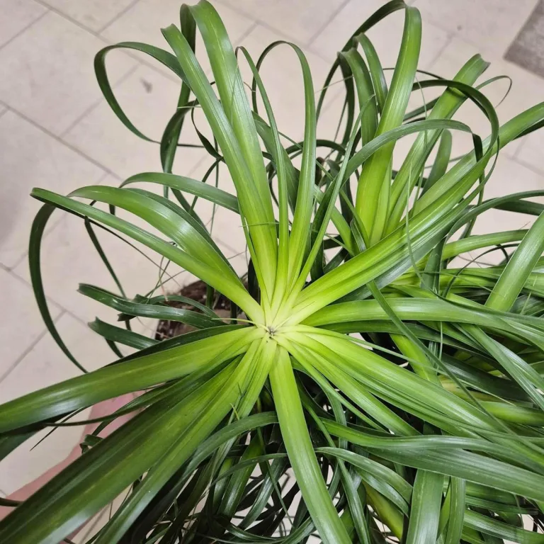 Nolina stopa słonia (Nolina recurvata) 55cm