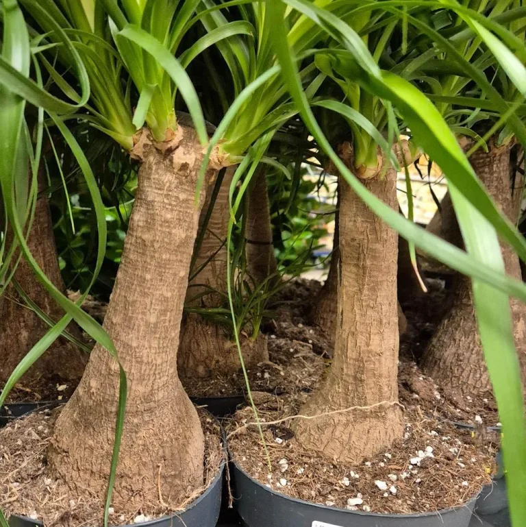 Nolina stopa słonia (Nolina recurvata) 55cm