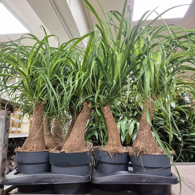 Nolina stopa słonia (Nolina recurvata) 55cm