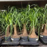 Nolina stopa słonia (Nolina recurvata) 55cm