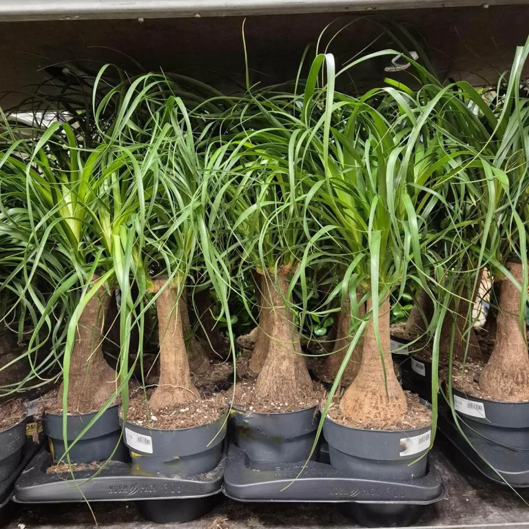 Nolina stopa słonia (Nolina recurvata) 55cm