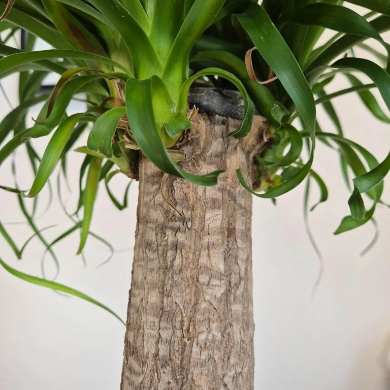 Nolina stopa słonia (Nolina recurvata) 150cm