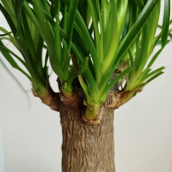 Nolina stopa słonia (Nolina recurvata) 45cm