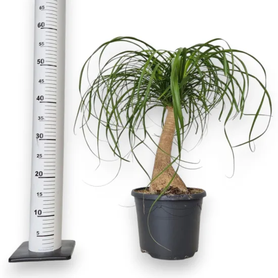 Nolina stopa słonia ( Nolina recurvata)