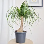 Nolina stopa słonia ( Nolina recurvata) 60cm