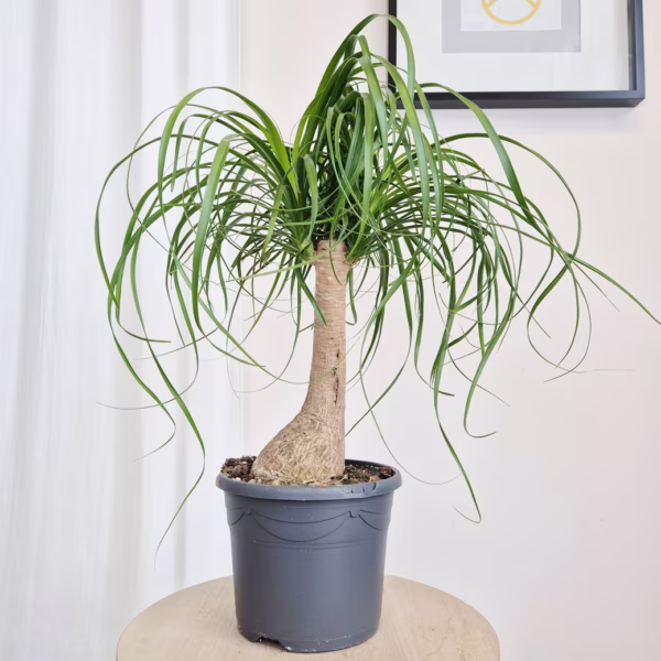 Nolina stopa słonia ( Nolina recurvata) 60cm