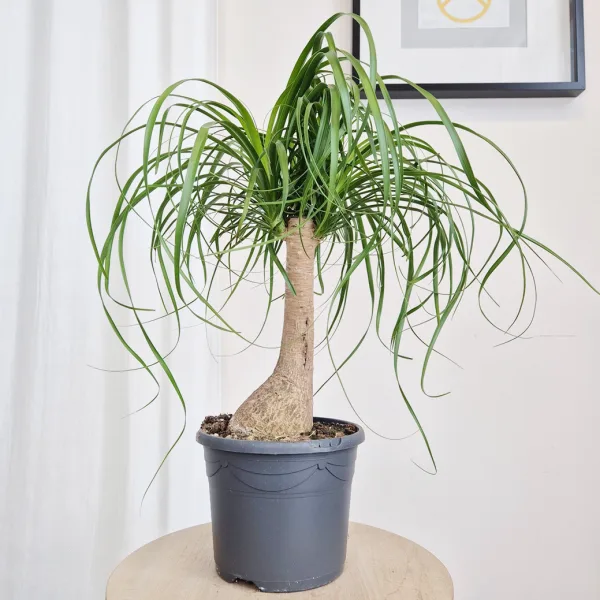 Nolina stopa słonia ( Nolina recurvata) 60cm