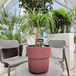 Nolina stopa słonia ( Nolina recurvata) 50-60cm