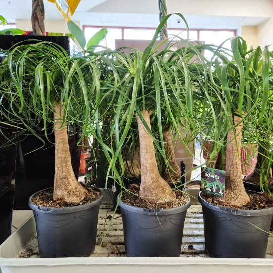 Nolina stopa słonia ( Nolina recurvata)