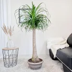 Nolina stopa słonia (Nolina recurvata) 150cm