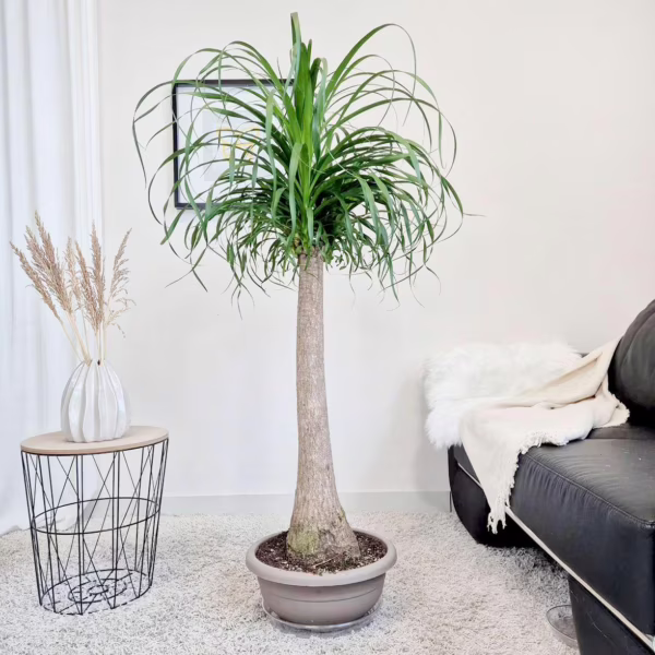 Nolina stopa słonia (Nolina recurvata) 150cm