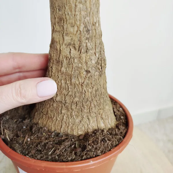 Nolina stopa słonia (Nolina recurvata) 45cm