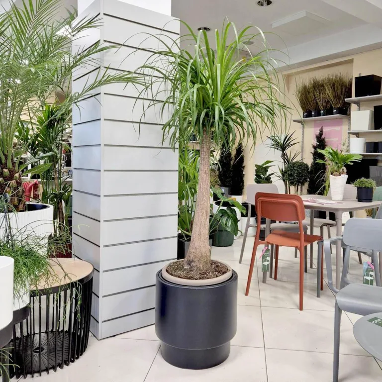 Nolina stopa słonia (Nolina recurvata) 150cm