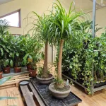 Nolina stopa słonia (Nolina recurvata) 150cm