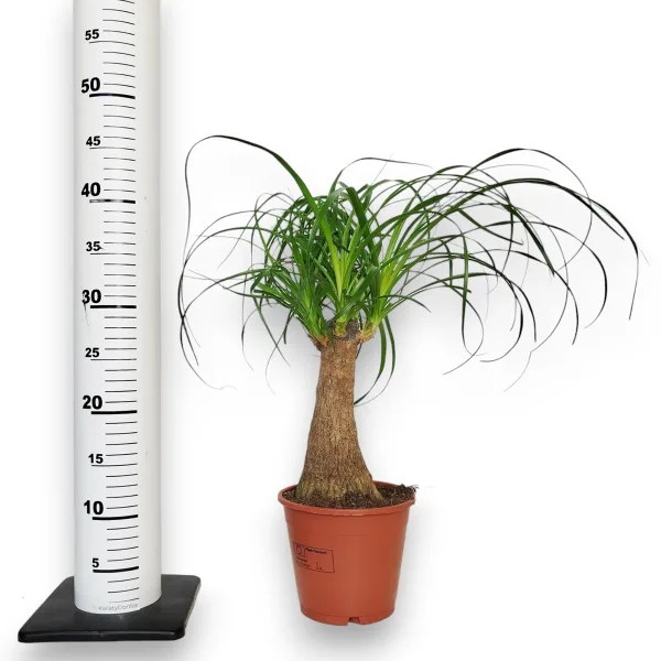 Nolina stopa słonia (Nolina recurvata) 45cm