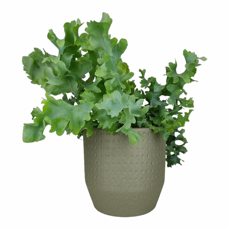 Osłonka ceramiczna Nola zielona 13cm