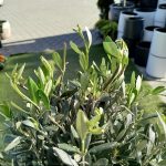 Oliwka europejska (Olea europaea) 100cm
