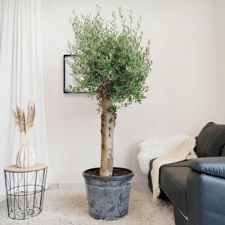 Oliwka europejska (Olea europaea) 200cm