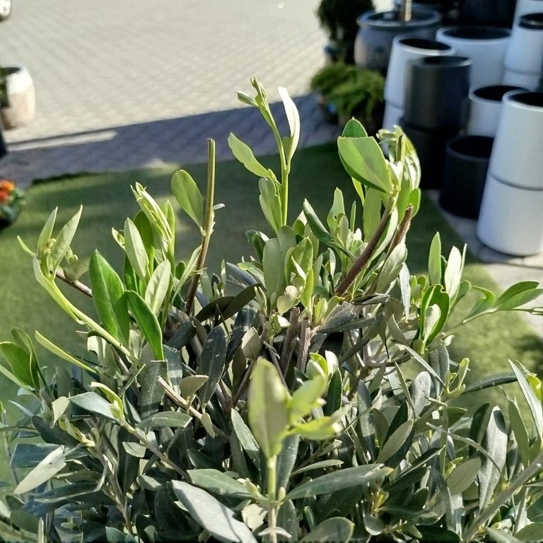 Oliwka europejska (Olea europaea) 100cm