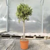 Oliwka europejska (Olea europaea) 110-120cm