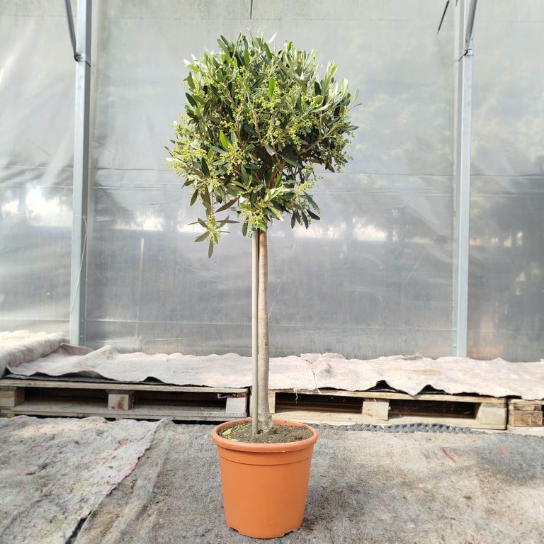 Oliwka europejska (Olea europaea) 100cm