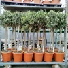 Oliwka europejska (Olea europaea) 110-120cm