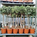 Oliwka europejska (Olea europaea) 100cm
