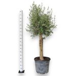 Oliwka europejska (Olea europaea) 200cm