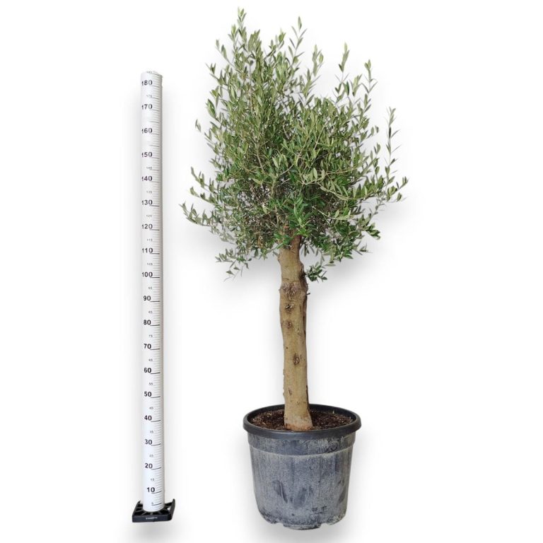 Oliwka europejska (Olea europaea) 200cm
