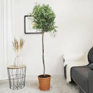 Oliwka europejska (Olea europaea) 165cm