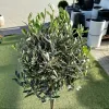 Oliwka europejska (Olea europaea) 110-120cm
